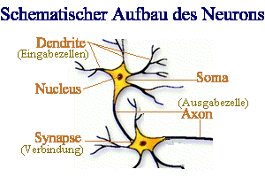 Neuron.gif