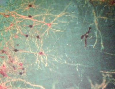 Neuronennetze.jpg